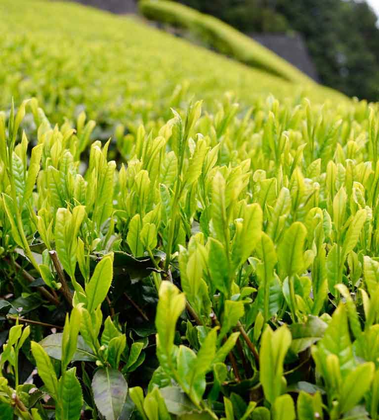 Сорт чая Nanmei